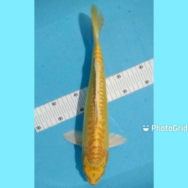 Ogon aragoke 35cm