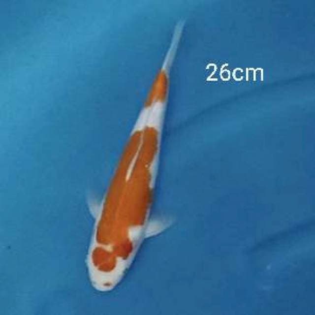 Maruthen Kohaku 26cm