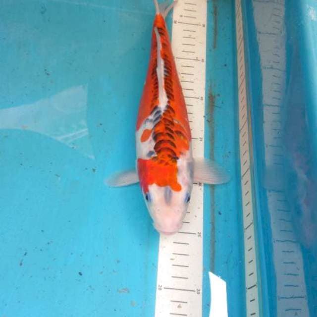 Shusui 30cm