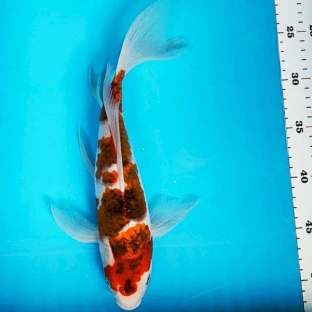 Kumpay goromo 31cm
