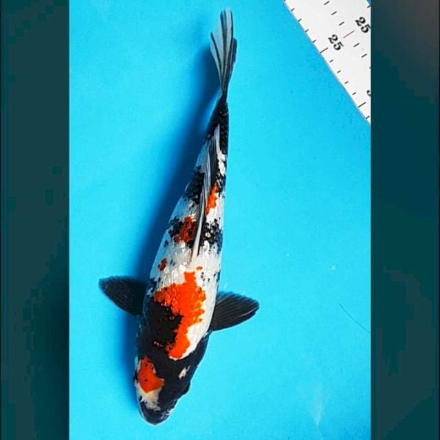 Kindai showa ginrin 28cm male