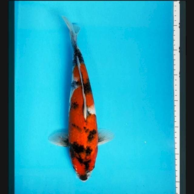 Showa 31cm male