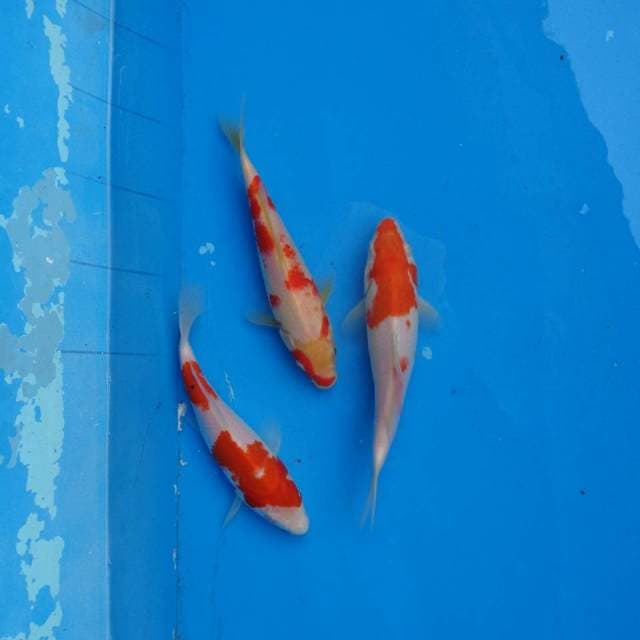 Mix Kohaku