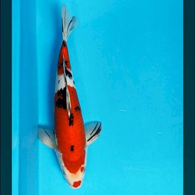 Sanke halus 30cm male