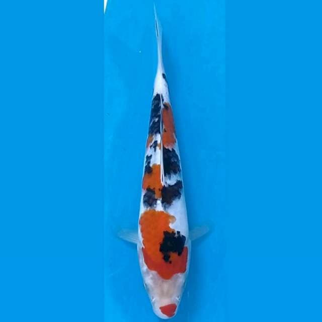 Sanke, 18 cm
