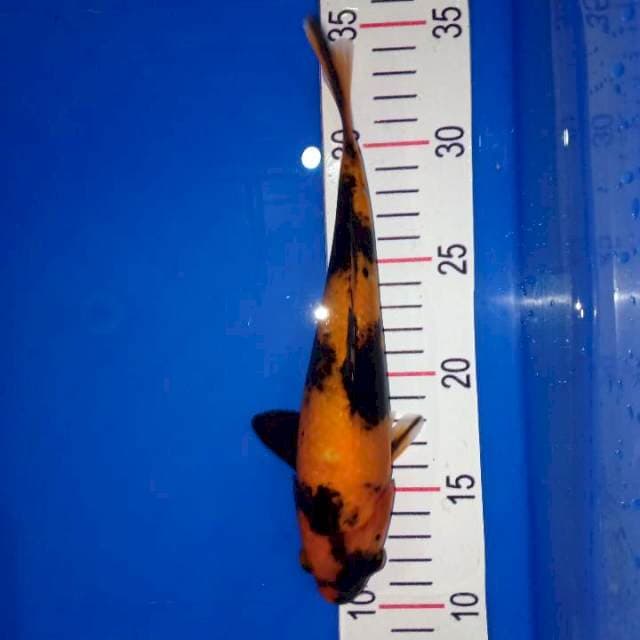 Utsuri 24cm