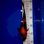Utsuri 24cm