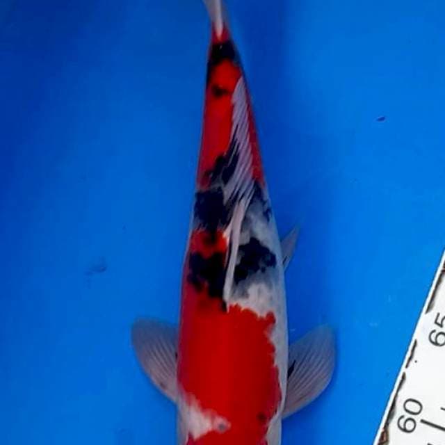 Sanke male 35cm