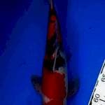 Sanke male 35cm