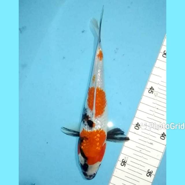 Showa ginrin 22cm male