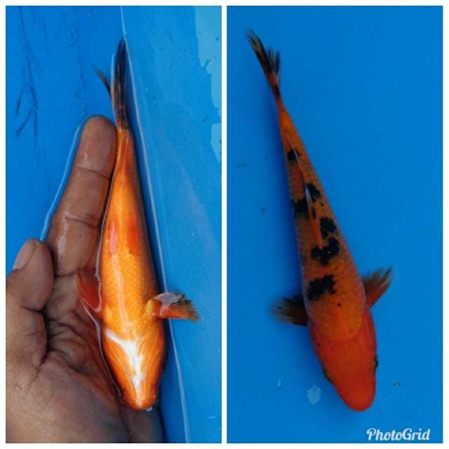 Aka Sanke F1