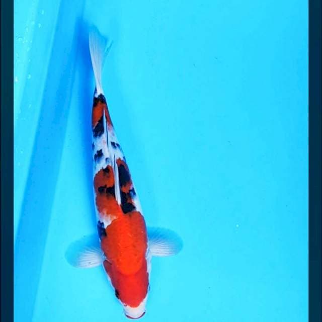 Sanke 28cm male