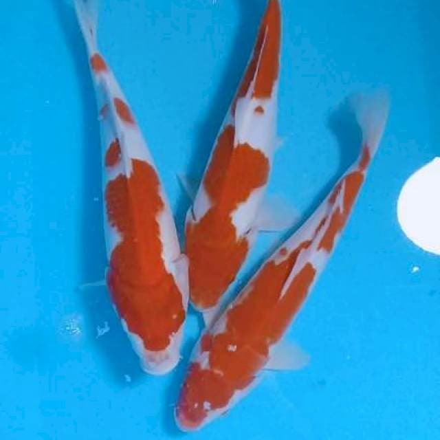 Kohaku 35cm