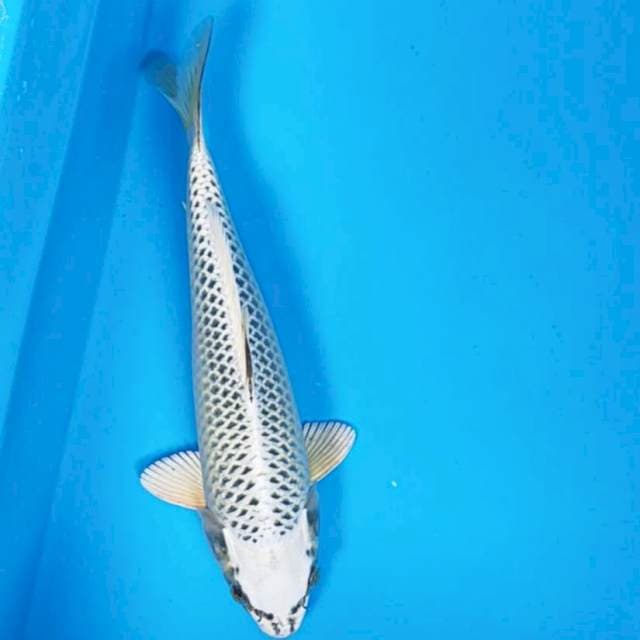 Gin matsuba 28cm male