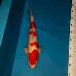 Kohaku jantan