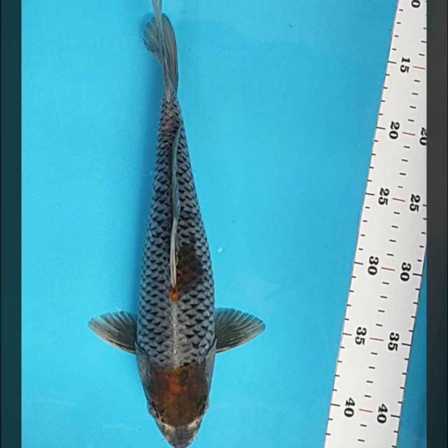 Tancho kawari 30cm male