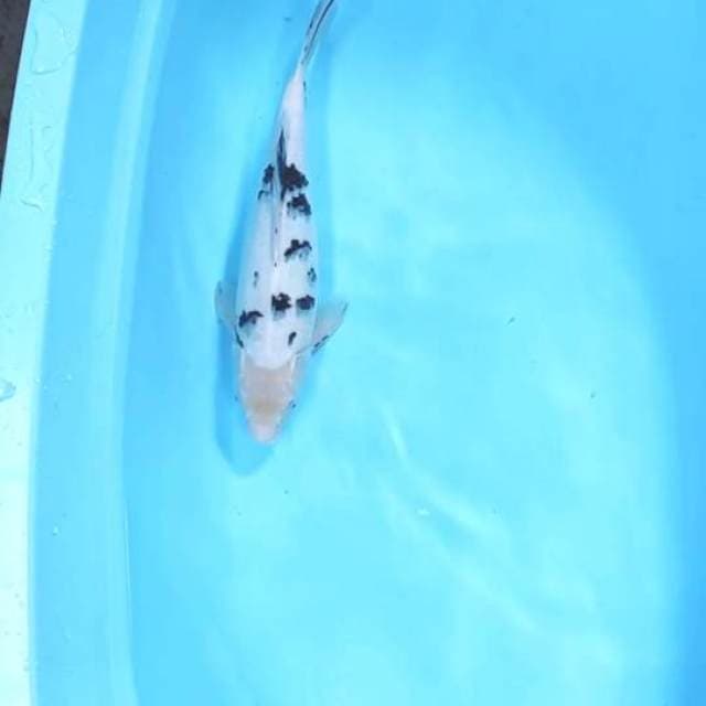 Shiro Ori 40 BU
