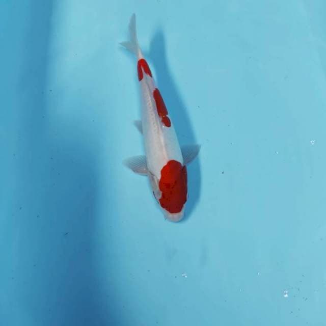 CEPLOK 3