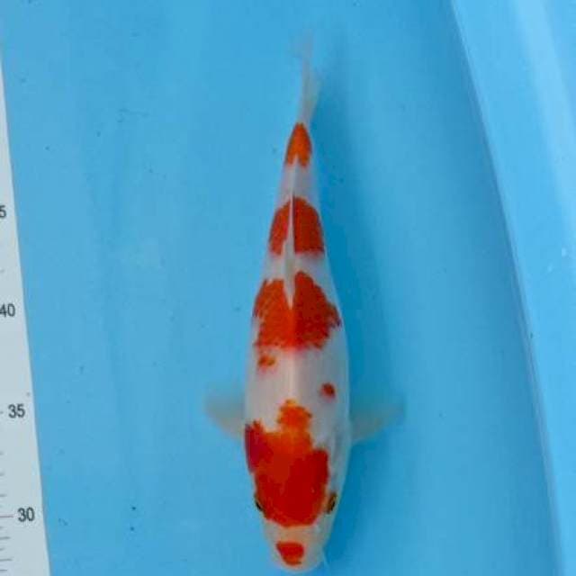 Kohaku