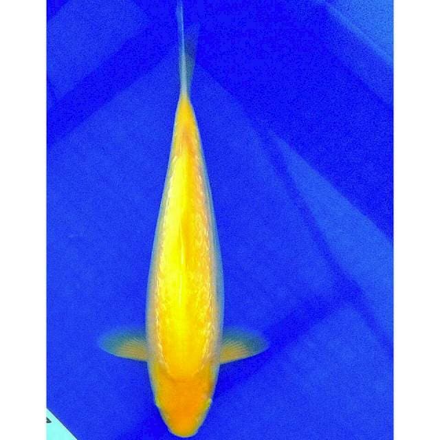 Male/jantan 34cm,karashi ginrin
