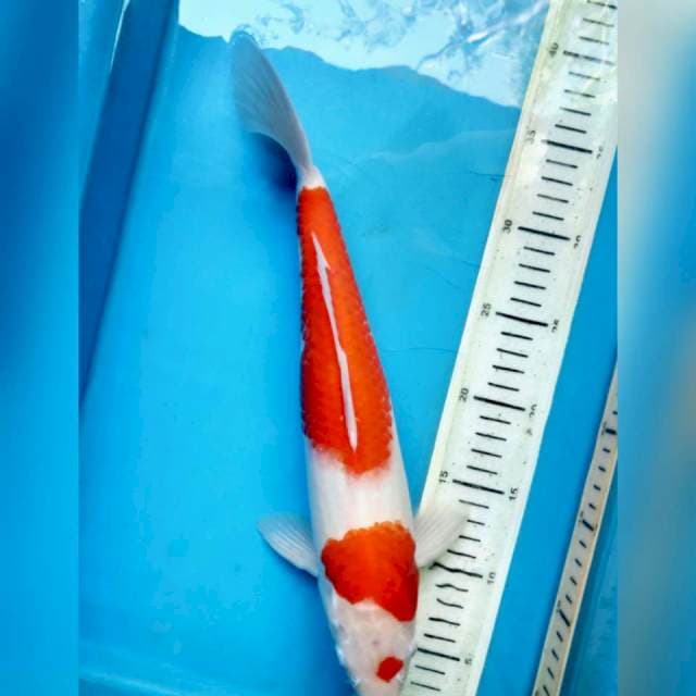 Kohaku, 35cm male