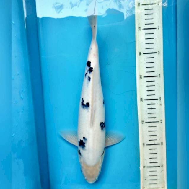 Bekko, 36cm male