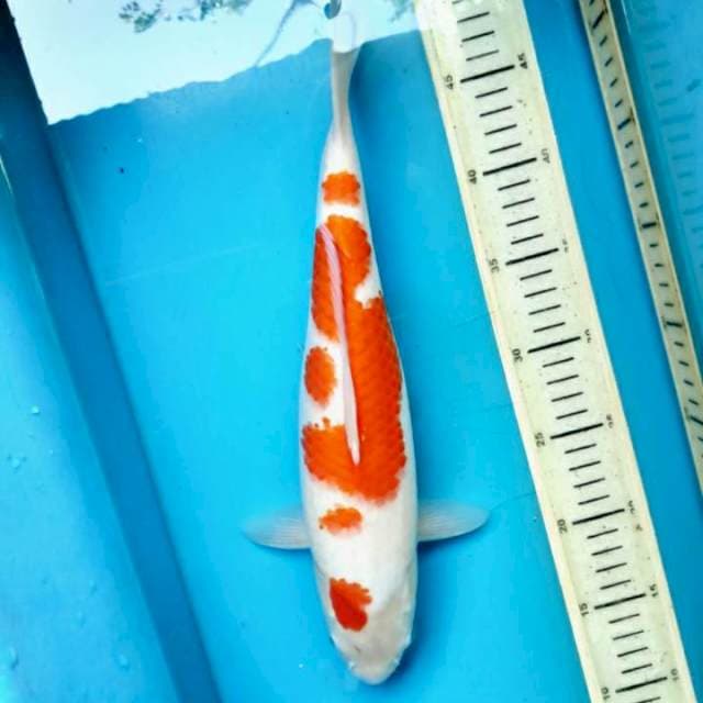 Kohaku, 35cm female