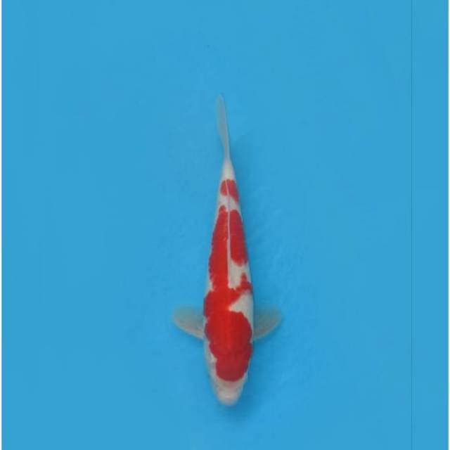 F1 RED KOHAKU ORIGINAL - TOSAI