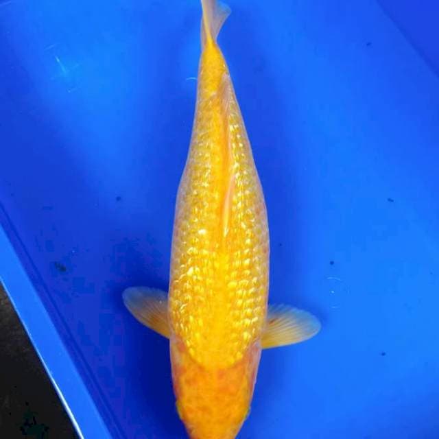 Karashi ginrin jumbo 40cm