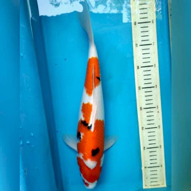 Sanke, 40cm male