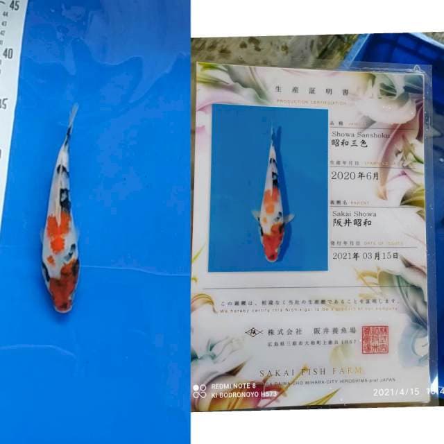 Showa Sakai SFF