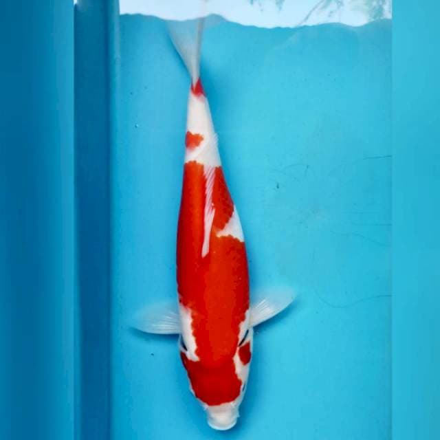 Kohaku, 28cm female