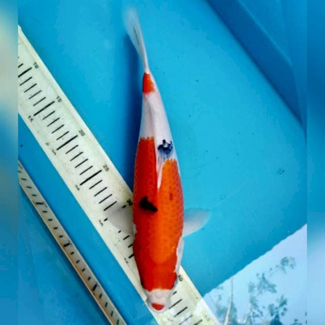 Kucibeni Sanke, 31cm male