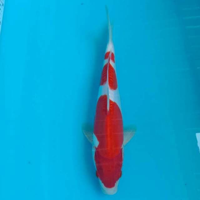 Kohaku doitsu male 35cm 