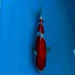 Kohaku doitsu male 35cm 