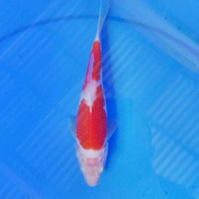 Kohaku 20 cm