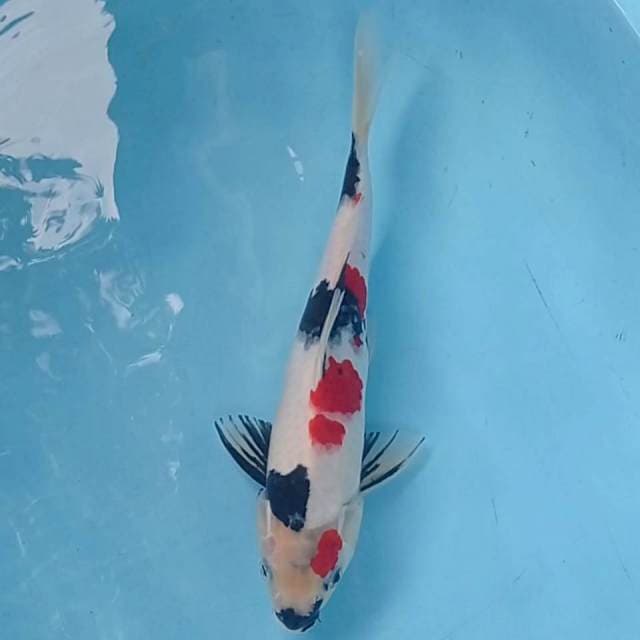 Kindai showa 30 cm. Male