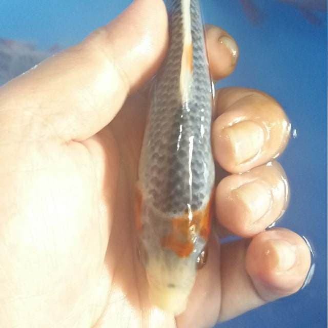 F1 ASAGI 14cm