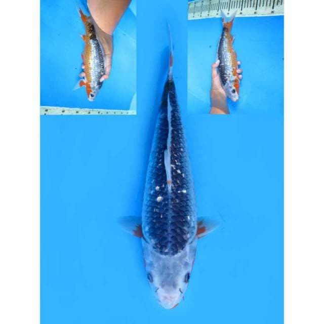 Asagi Uniq - 33cm Female