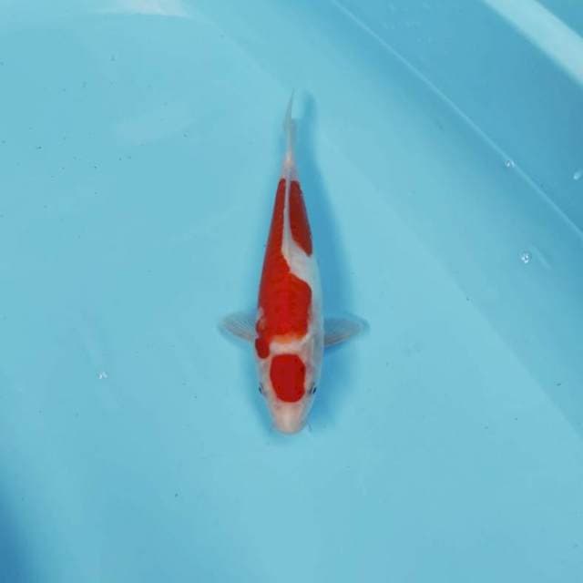 MARUTEN KOHAKU