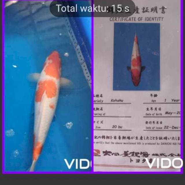 kohaku 36 cm HOTT ๐ฅ๐ฅ๐ฅ