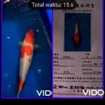 kohaku 36 cm HOTT 🔥🔥🔥