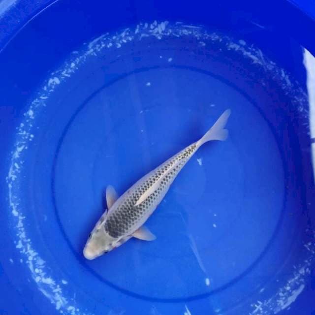 Asagi 27 cm