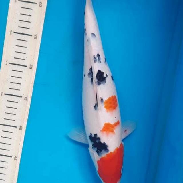 Kohaku sanke 35cm 