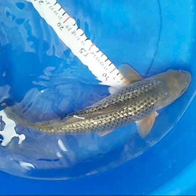 Shoragoi jantan punuk 