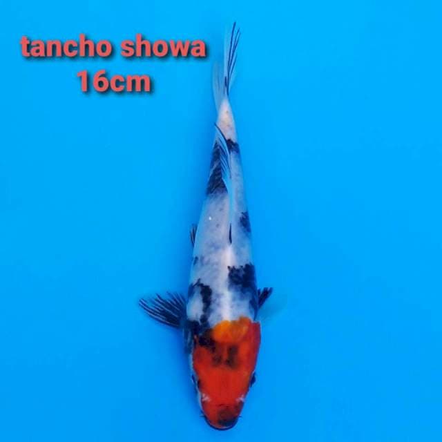 Tancho Showa 16cm