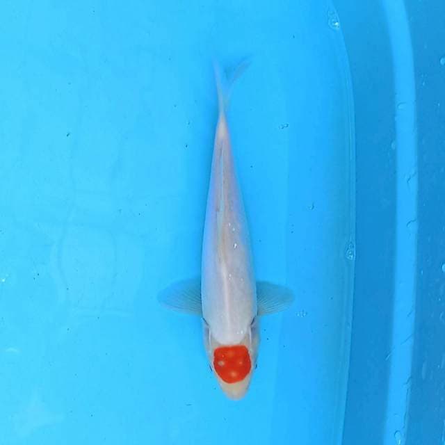 Tancho 22cm