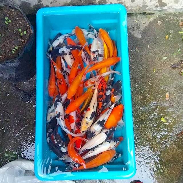 Mix 20-27cm 50 ekor