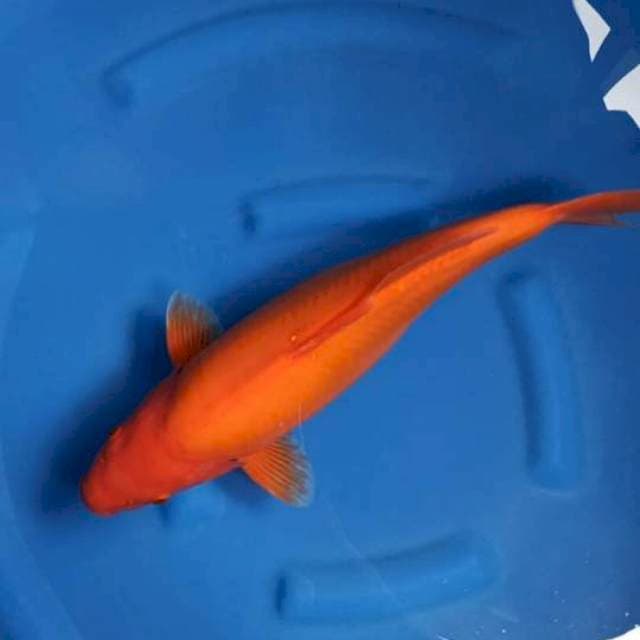 Beni Goi tembus doitsu murni 45 cm