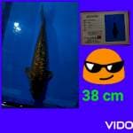 chagoi ginrin 38 cm josss